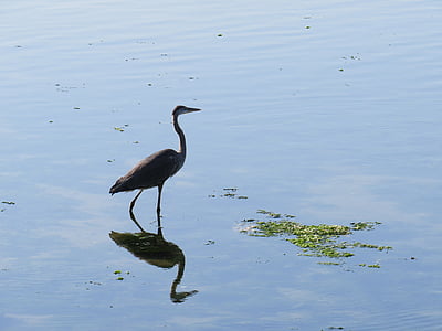 blue heron, water, reflection, pond, bird, fauna, walking