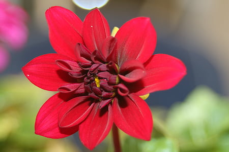 Dahlia, màu đỏ, Blossom, nở hoa, thực vật, Hoa Dahlia, Hoa