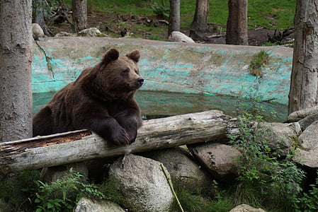 medveď, svet zvierat, grizzly, zvieratá, zviera, medveď hnedý, voľne žijúcich živočíchov