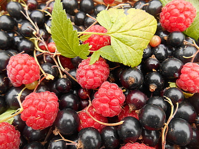 fruit, raspberries, blackcurrants, raspberry, berry, summer fruits, summer