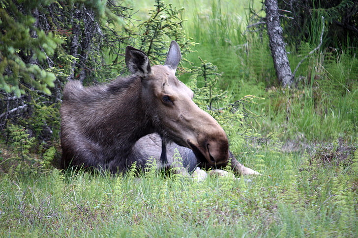 Moose, Alaska, Homer