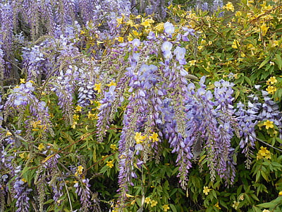 Wisteria, floración, púrpura, flor, ornamental, jazmín, amarillo