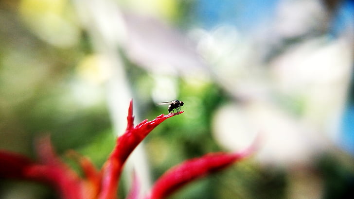 Fly, hmyz, makro, Příroda, detail, zvíře