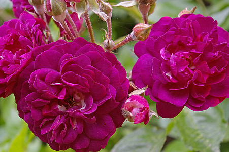 blue magenta, rose, ramplerrose, bed of roses, flowers, petals, blue violet