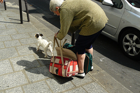 женщина, человека, тротуар, бетонные плиты, тротуаре сумка, собака сумки, животное