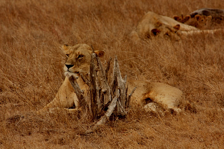 Lauva, dzīvnieku, ģimenes, savvaļā, zīdītāju, Safari, Āfrika