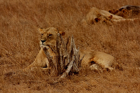 lev, živali, družina, divje, sesalec, Safari, Afrika