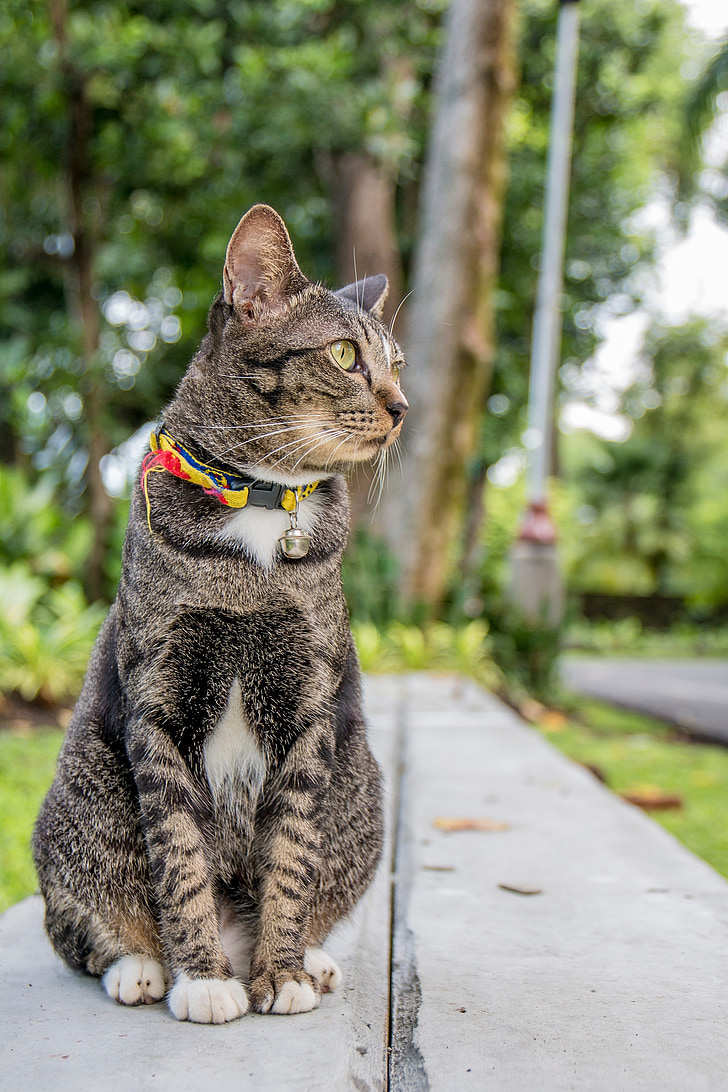 gato, gato de Tailandia, parques, civet indio pequeño, Striped civet, gato doméstico, animal