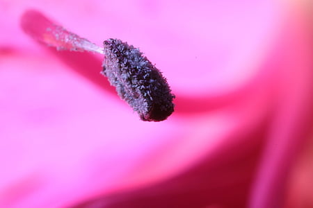 estame, macro, flor, planta, -de-rosa, linda, close-up