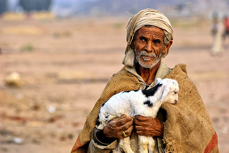 egypt, man, bedouin, desert, sheep, hot, people