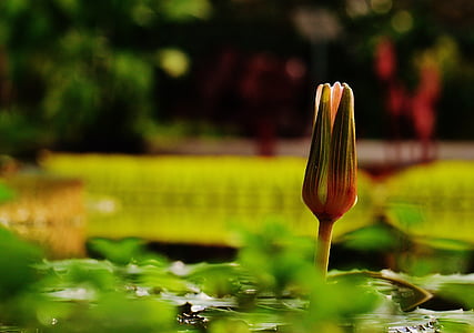 water lily, water, plant, pond, blossom, bloom, aquatic plant