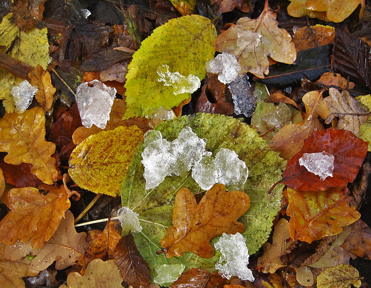 fogliame di caduta, eisbröckchen, stagione fredda, wintereinbruch precedenti, foglie e ghiaccio, grumi di ghiaccio, natura