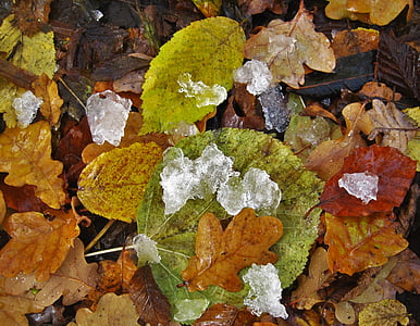 folhagem de outono, eisbröckchen, estação fria, wintereinbruch anterior, folhas e gelo, cubos de gelo, natureza