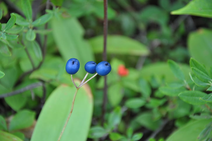 forest, berries, blue, canada, fruit, nature, berry