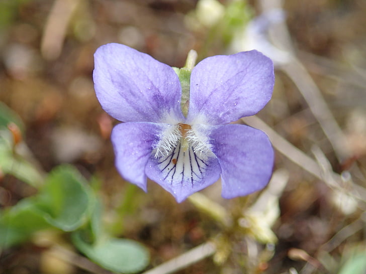 fialová, Flora, květ, jaro