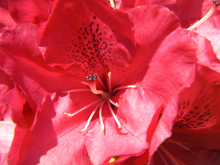 rododendro, rodo, Rhododendron ferrugineum, flores, flor, florescendo, natureza