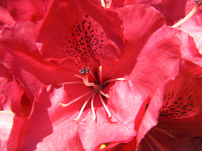 neret, rhodo, Rhododendron ferrugineum, flors, flor, floració, natura