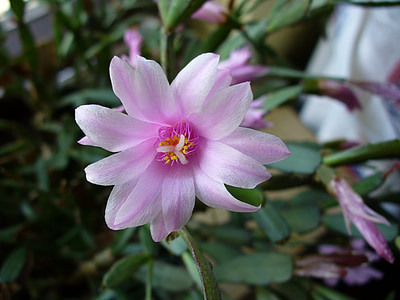 Ostern-Kaktus, Cactaceae, Blüte, Bloom, Rosa, Makro, Blumen