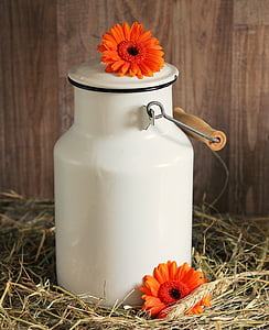 la leche puede, Gerbera, flores, Blanco, paja de, naranja, gerbera naranja