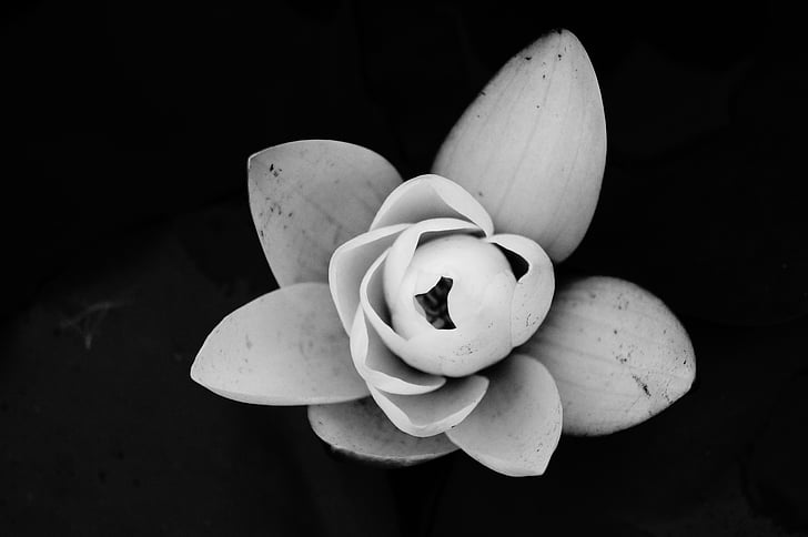 water lily, flower, black and white