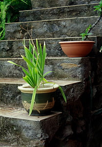 green, leaf, plant, pot, stair, concrete, steps