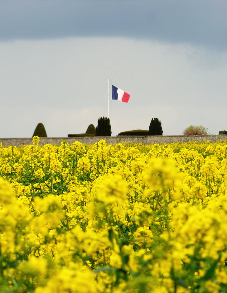 french flag, flowers, yellow, commemoration, tribute, france, flag