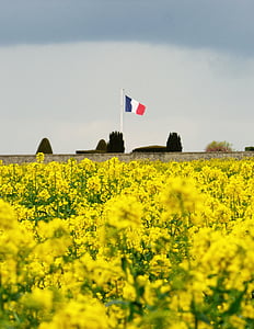 Bandera francesa, flors, groc, commemoració, homenatge, França, Bandera