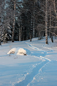 Finlandia, pemandangan, hutan, pohon, hutan, musim dingin, salju