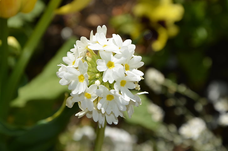 biely kvet, Príroda, Kytica, Záhrada, lístkov
