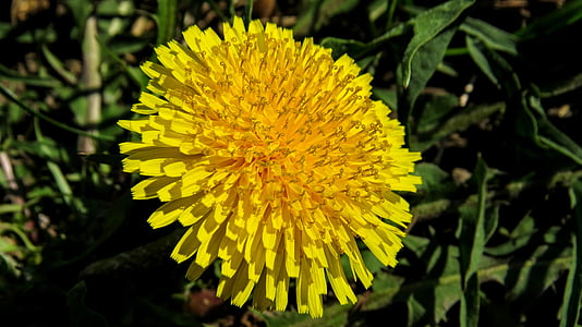 flower, macro, nature, spring, meadow flower, plant, yellow