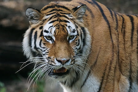 tiger, amurtiger, predator, cat, carnivores, siberian, dangerous