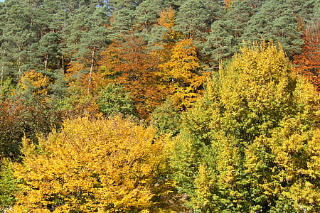 jesień, lasu, drzewa, pozostawia, października złoty, Słońce, kolorowe