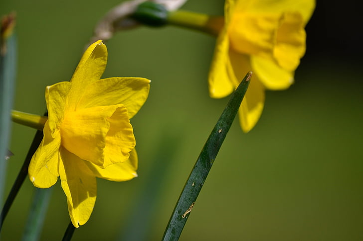 Daffodil, bunga, kuning, musim semi, hijau, Taman, tanaman