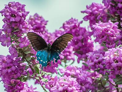 butterfly, texas sage, sage, nature, purple, flower, bloom