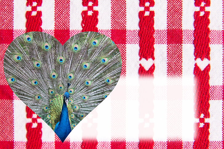 Ngày Valentine, trái tim, Peacock, lông vũ, may mắn, sự giàu có, Valentine's day