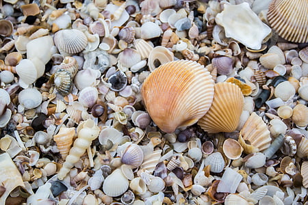 muslinger, Shell, havet, Beach, sand, natur, animalske shell