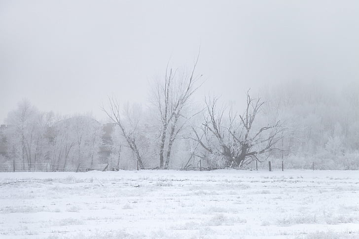 winter, ice fog, tree, ice, cold, nature, landscape
