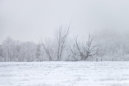 invierno, niebla de hielo, árbol, hielo, frío, naturaleza, paisaje