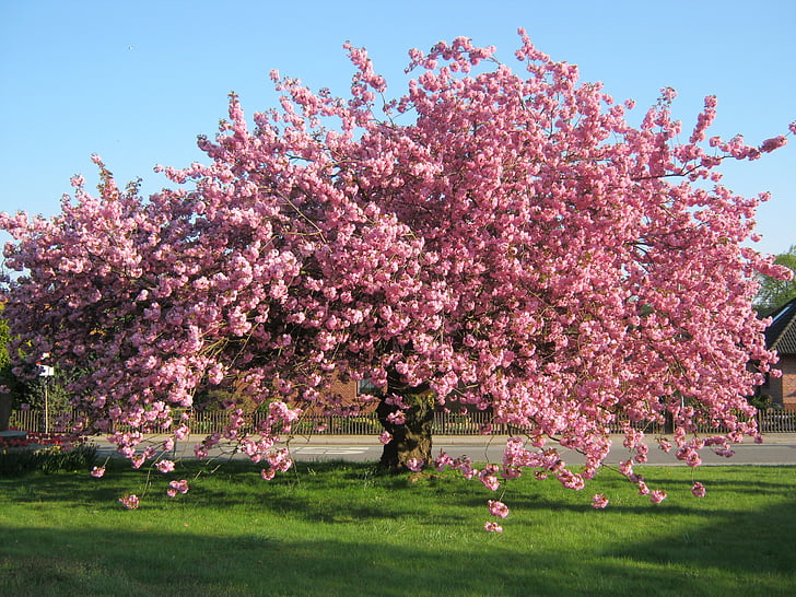 Kirschblüte, Baum, Wiese, Rosa, Blumen, Natur, rosa Farbe