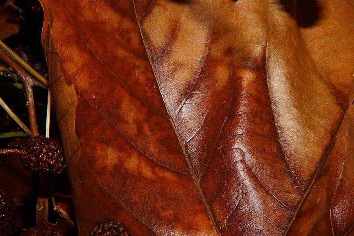 Leaf, padlých, hnedá, jeseň, Lístie pádu