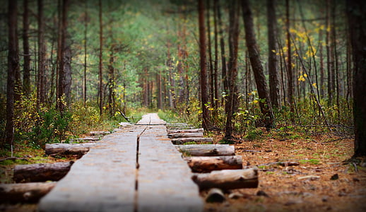 nature, le chemin d’accès, Forest, route à travers les bois, bois, brun, automne