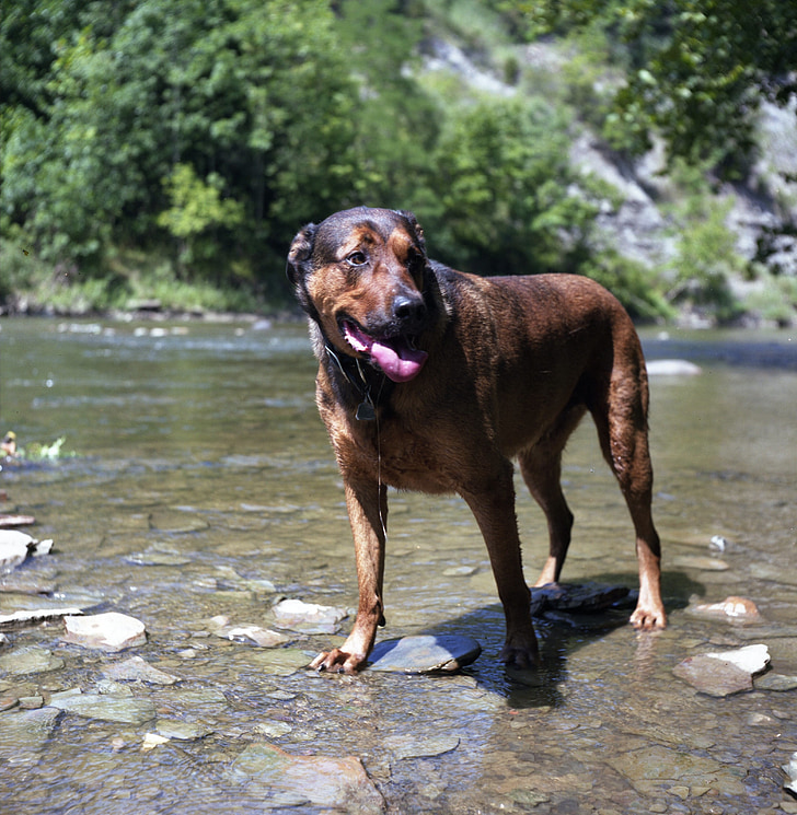 pes, hnědý pes, hnědá, řeka, domácí zvíře, plavání, plavání