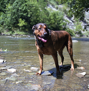สุนัข, สุนัขสีน้ำตาล, สีน้ำตาล, แม่น้ำ, สัตว์เลี้ยง, ว่ายน้ำ, ว่ายน้ำ