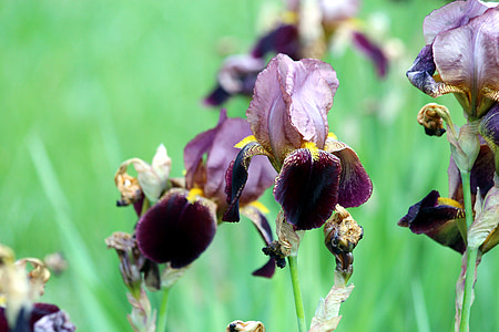 irises, garden irises, burgundy irises, green background, garden flowers, beautiful, garden
