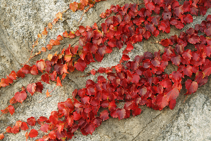 Ivy, vinič, jeseň, jesenné lístie, listy, listy, rastliny