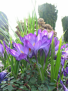 crocus, purple, spring, spring awakening, harbinger of spring, nature