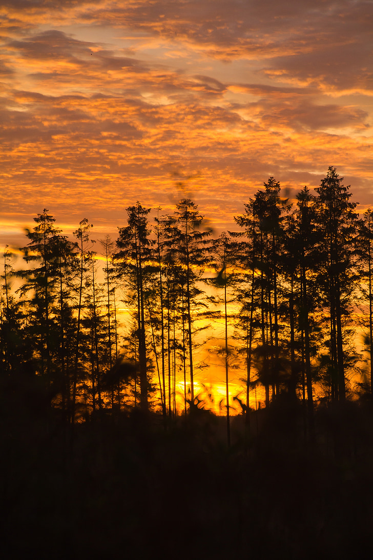 Ήλιος το πρωί, åmosen, Ανατολή ηλίου, πορτοκαλί ουρανό, δέντρα, σιλουέτες