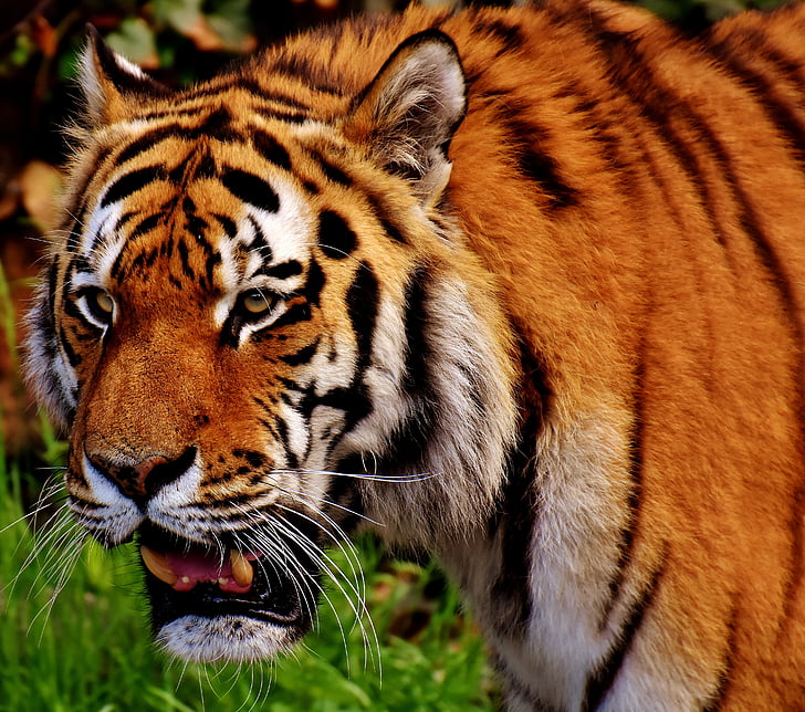 Tiger, Predator, krzno, čudovito, nevarno, mačka, Wildlife photography