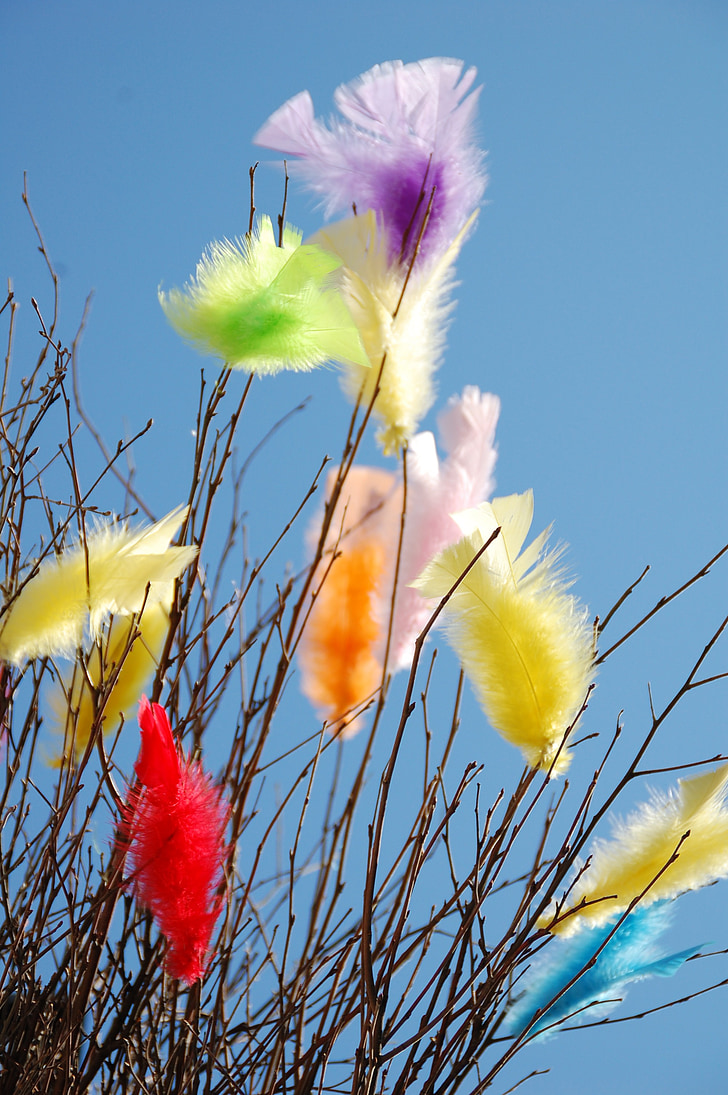 feathers, easter, coloured, decoration, decorative, easter feathers, fluffy