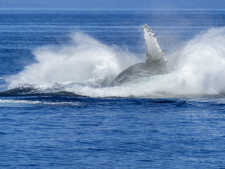 Humpback whale, spettacolo naturale, natura, mammifero, animale, fauna selvatica, salto